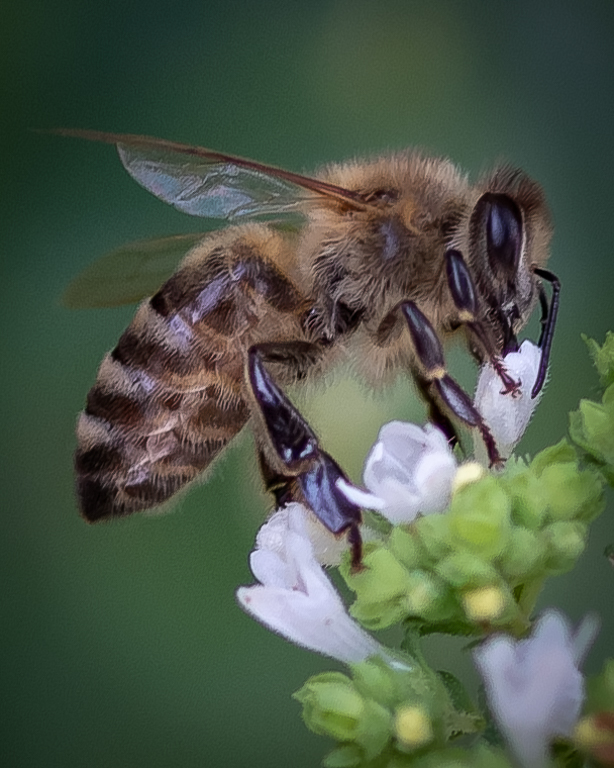 Nature In Class M By Darlene Whitmore For Pollination MAY-2019.jpg